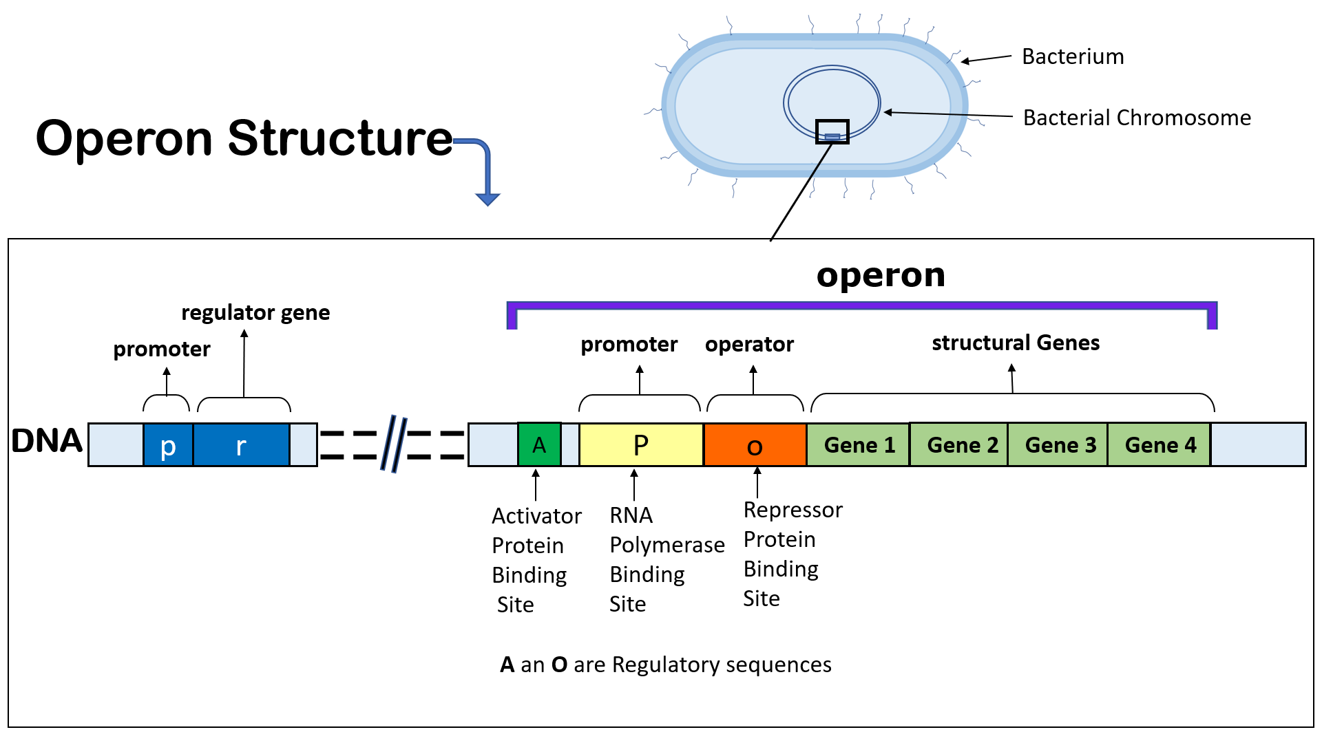 diagram of operon in prokaryotes 
