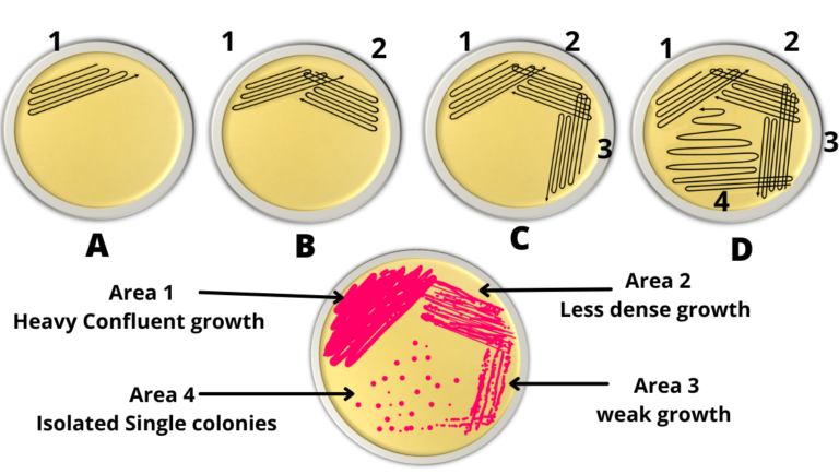 Streak Plate Method Principal And Types RBR Life Science