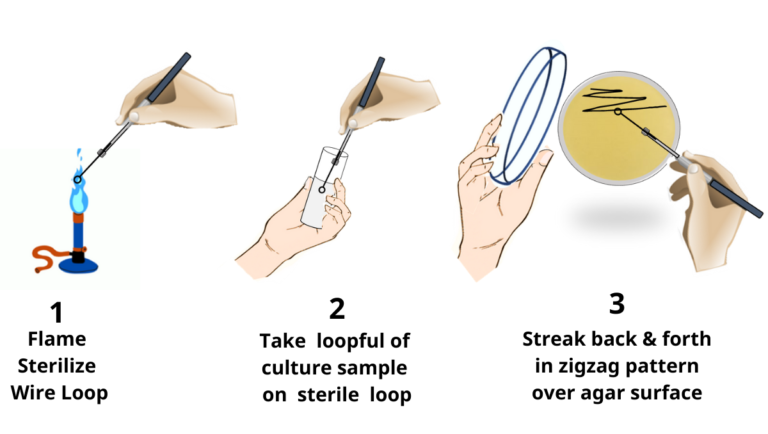 Streak Plate Method Principal And Types Rbr Life Science 