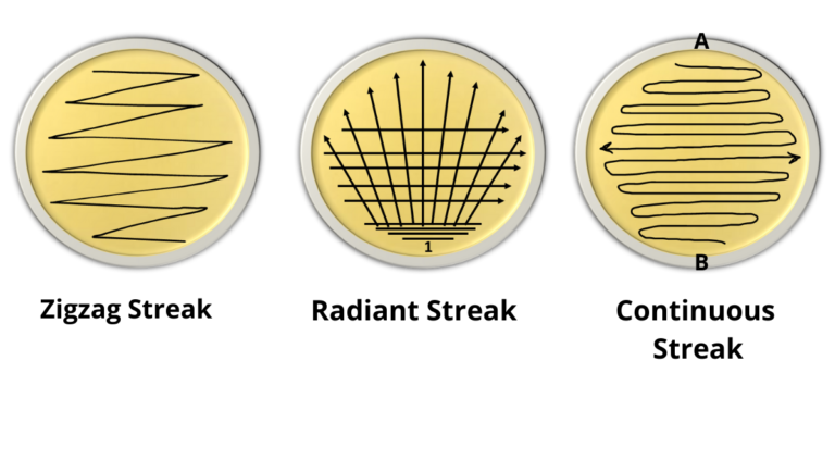 Streak Plate Method Principal and Types - RBR Life Science