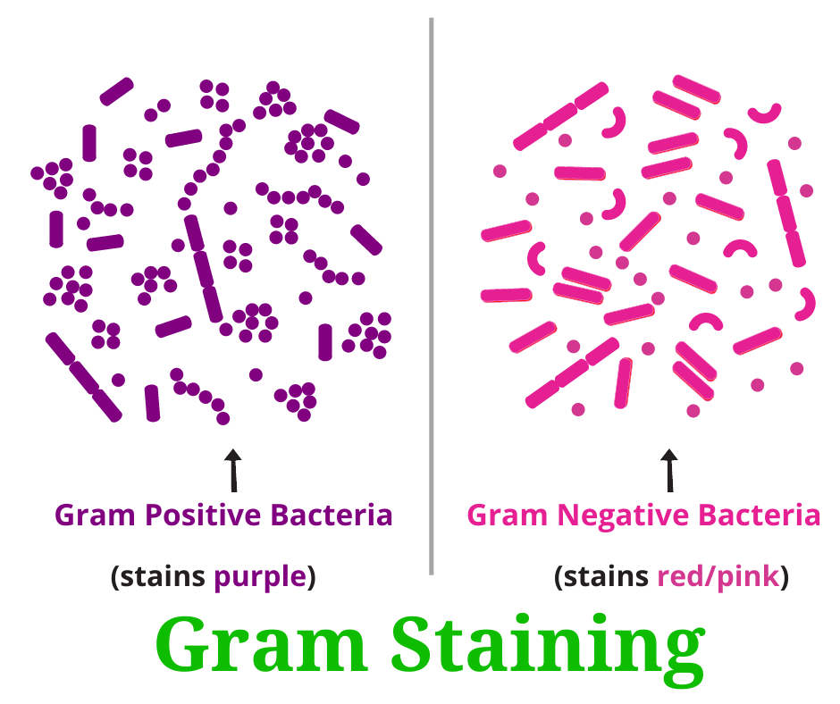 gram staining in hindi
