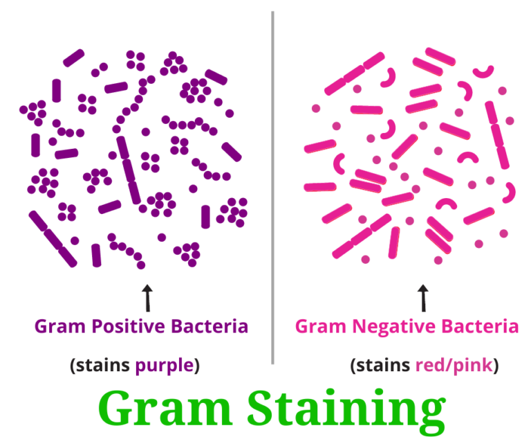 gram staining procedure