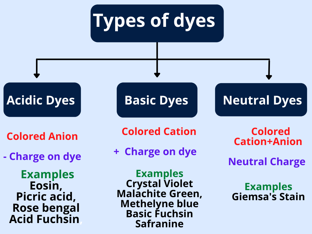 Different Types Of Dyes And Stains In Microbiology 