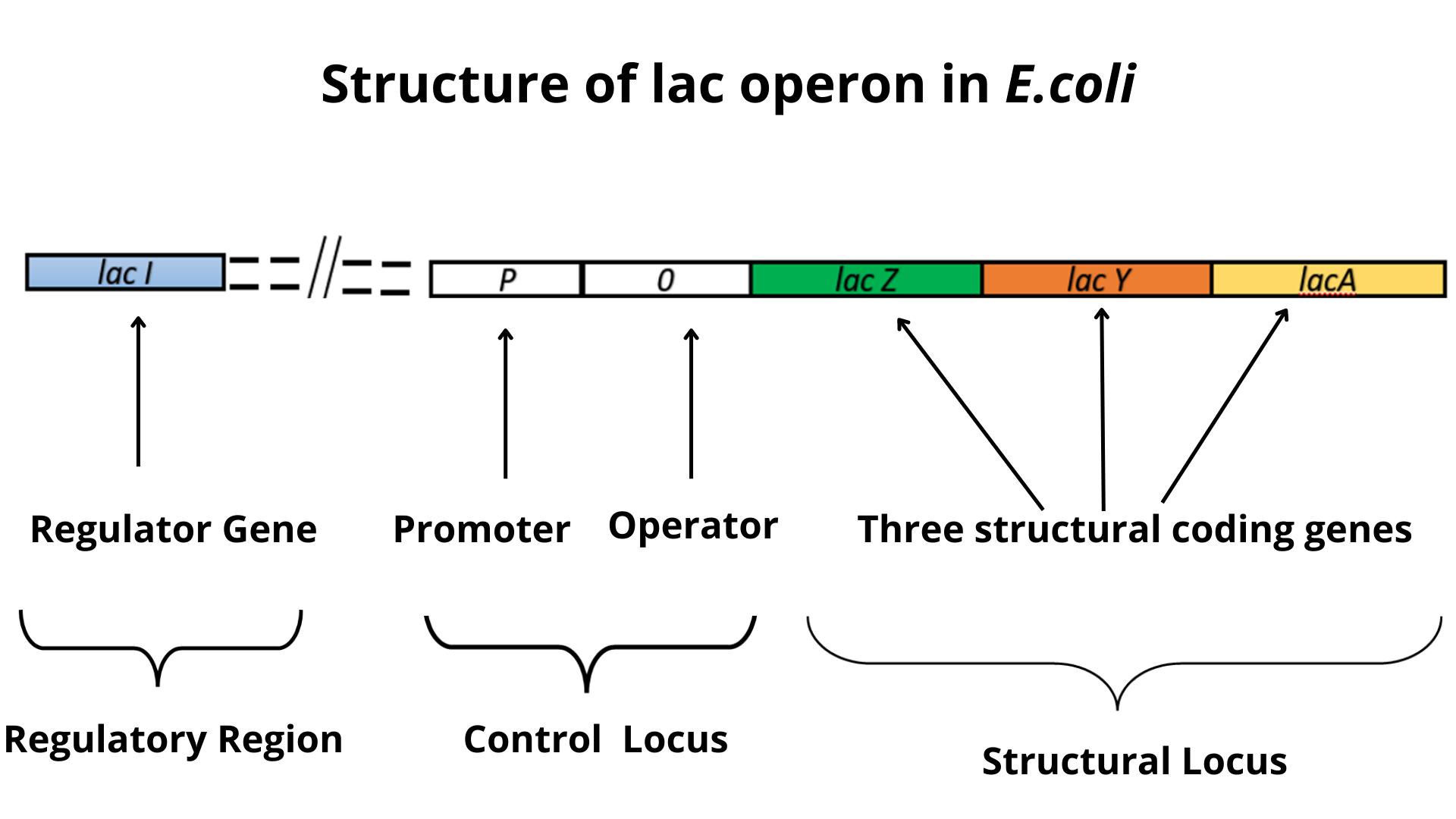 lac operon structure in e coli