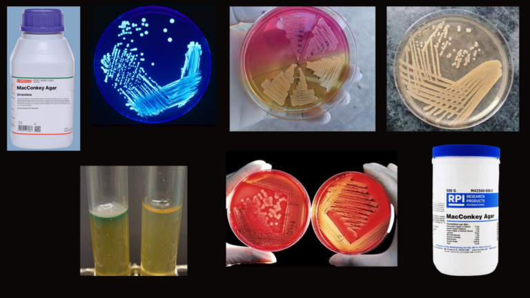 Types Of Culture Media In Microbiology RBR Life Science