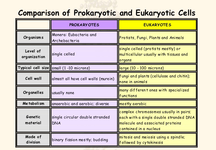 prokaryotes-vs-eukaryotes