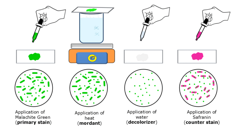 endospore-staining-procedure