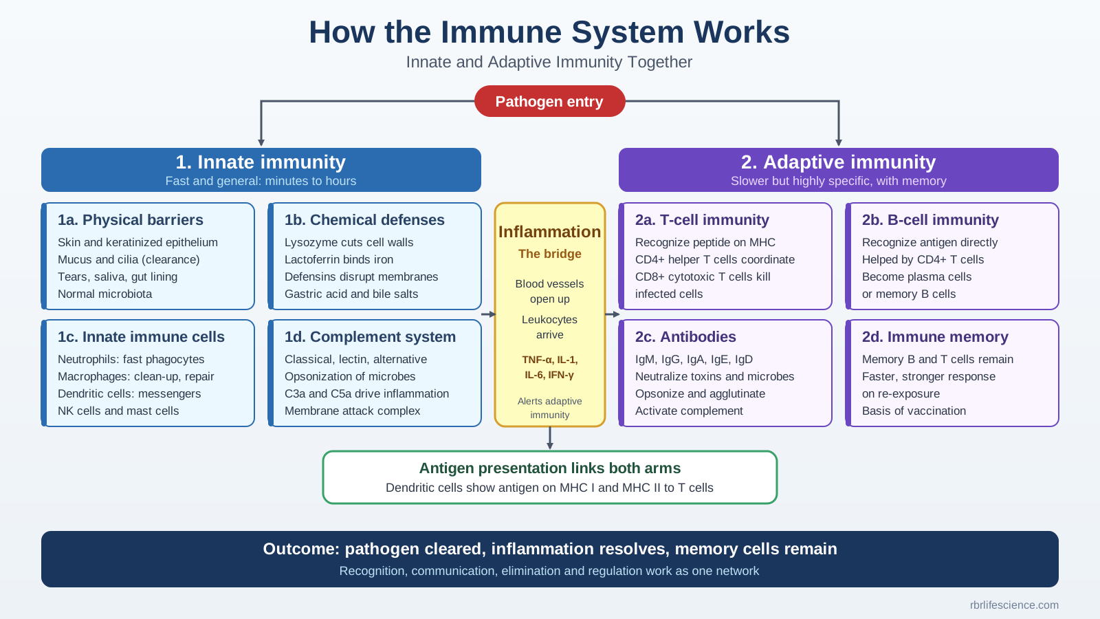 how-the-immune-system-works